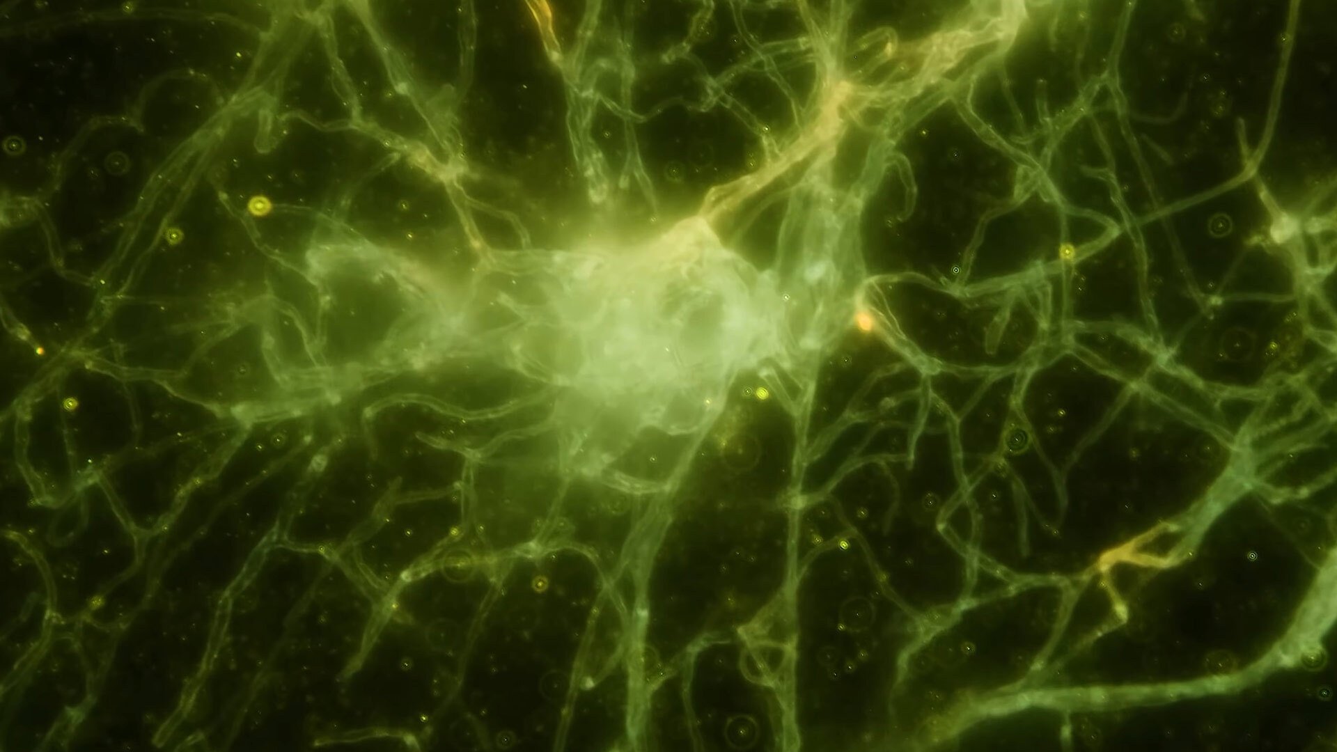 Journey to the Microcosmos