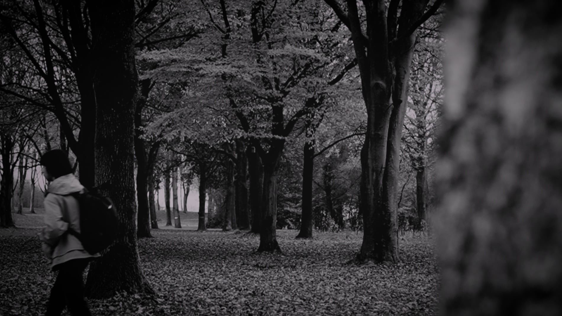 the forest of great mystery and emptiness