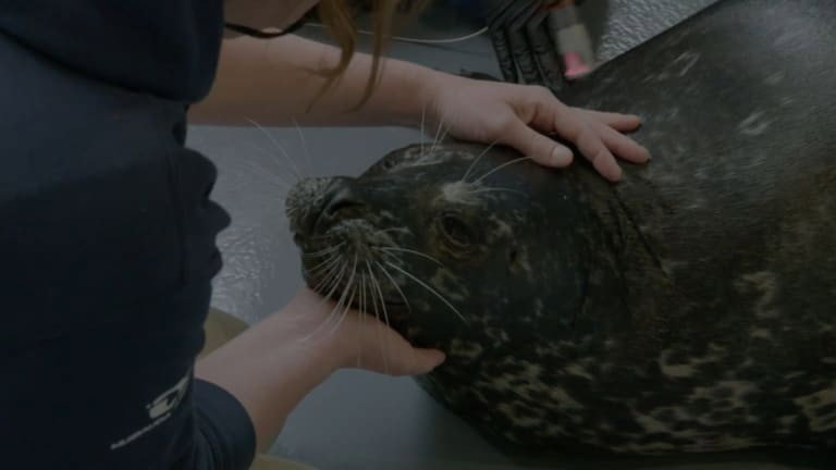 The Aquarium S02E09 backdrop