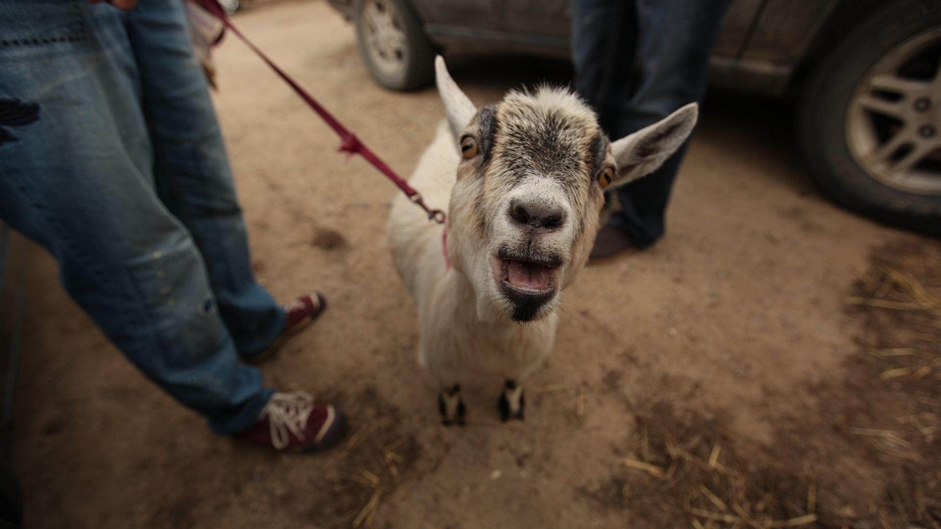 The Incredible Dr. Pol