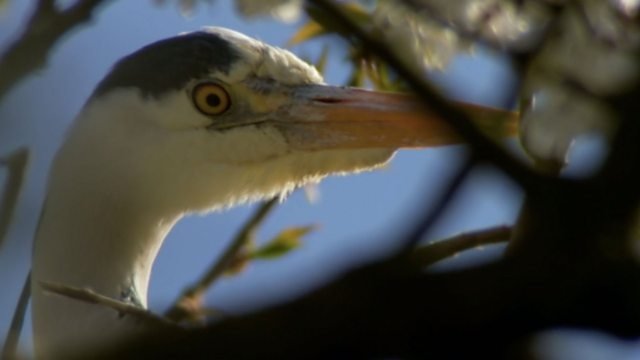 Countryfile 34x13