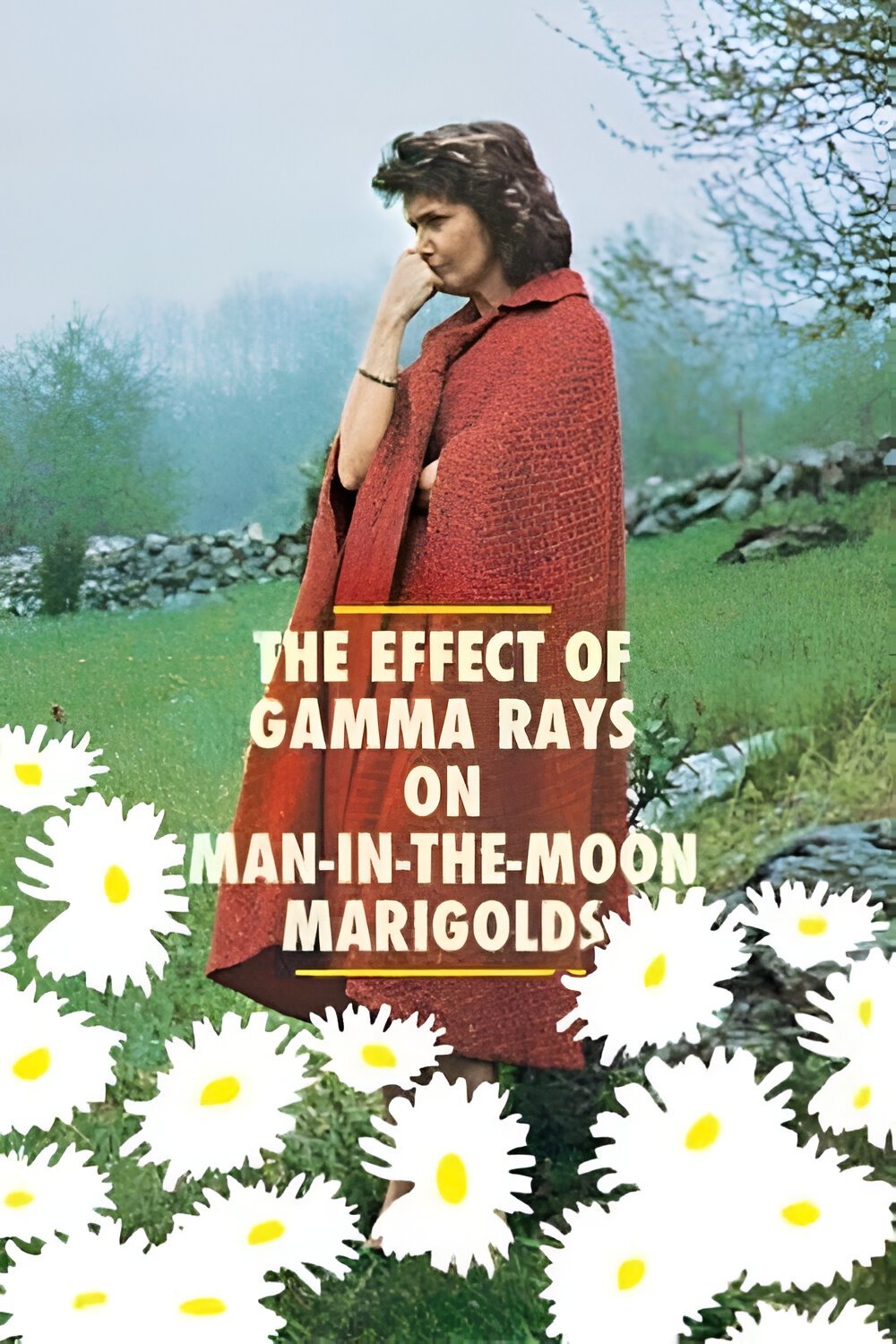 The Effect of Gamma Rays on Man-in-the-Moon Marigolds