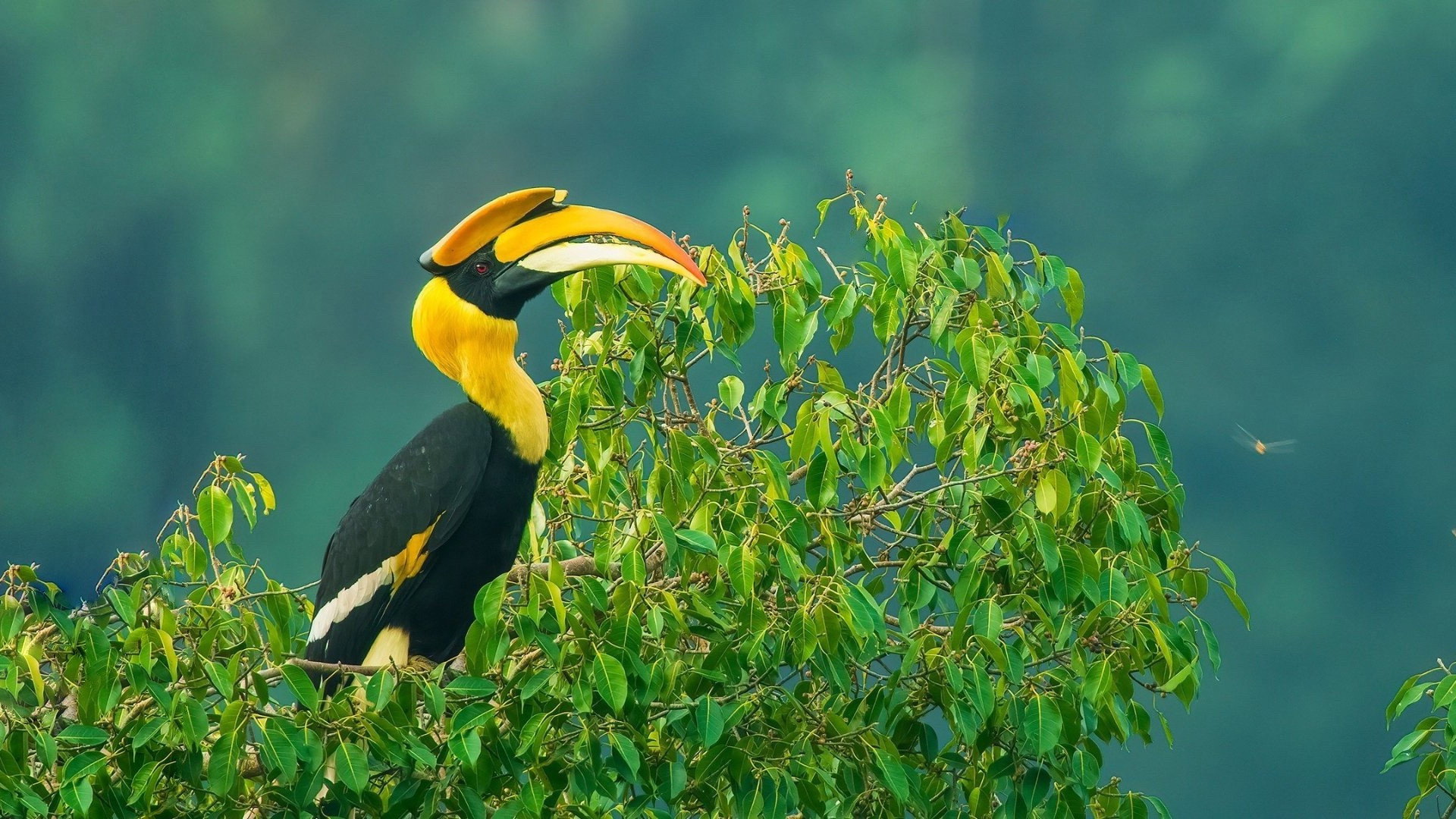 Nilgiris - A Shared Wilderness