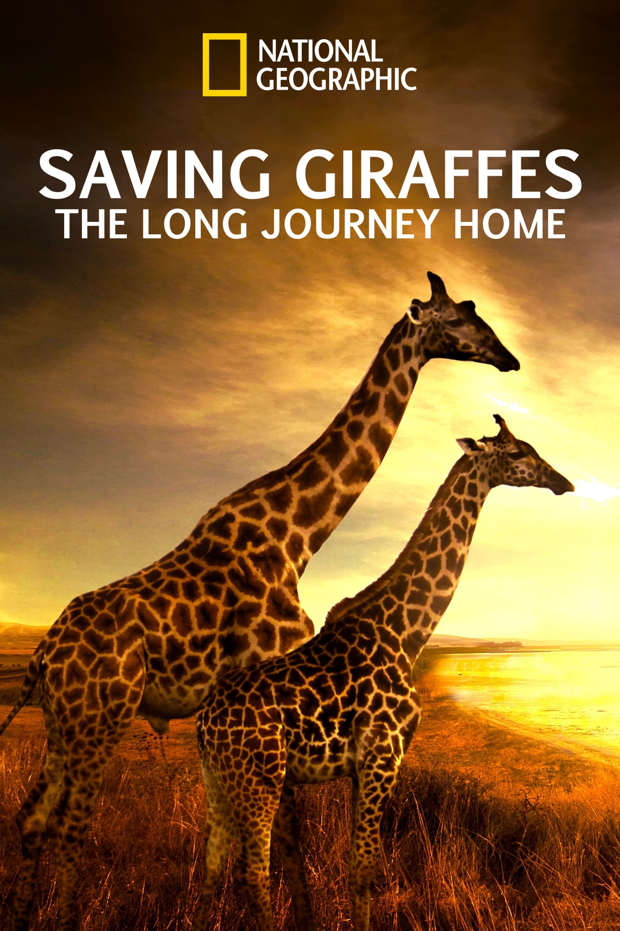 Saving Giraffes: The Long Journey Home