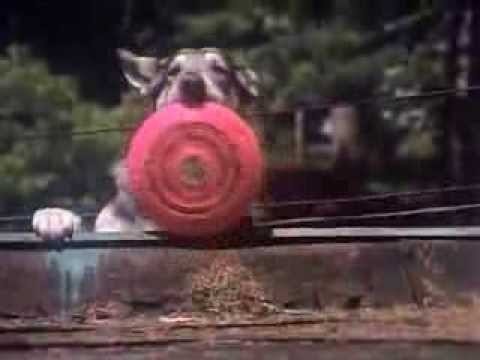 The Littlest Hobo
