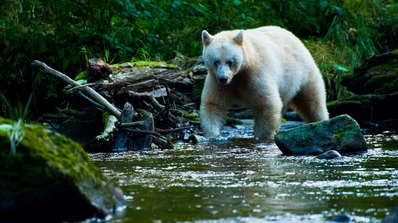 National Geographic: Nature Untamed