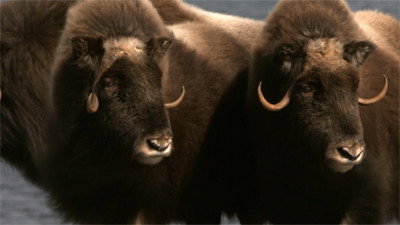 Arctic Secrets S01E03 backdrop