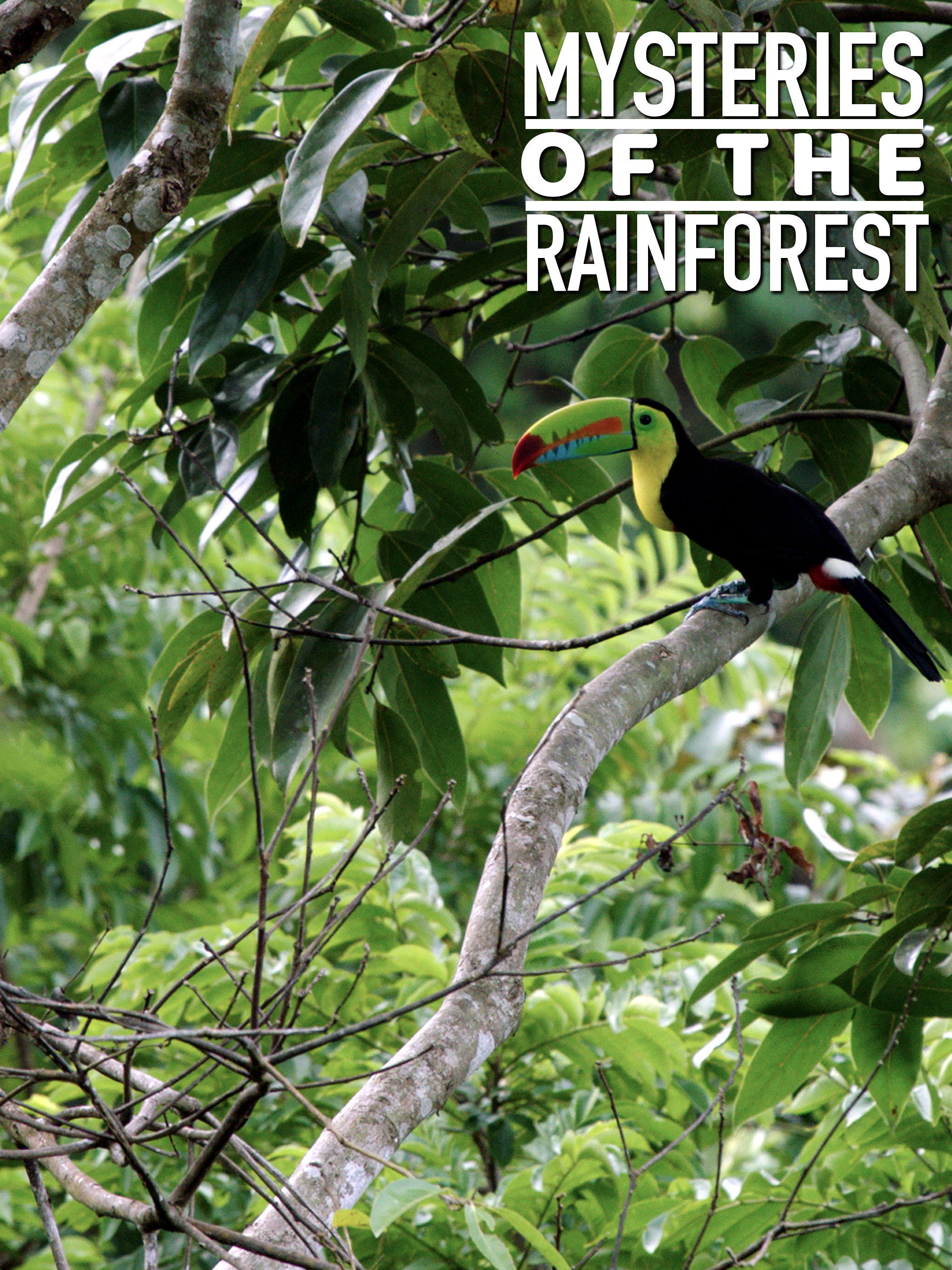 Mysteries of the Rainforest Poster