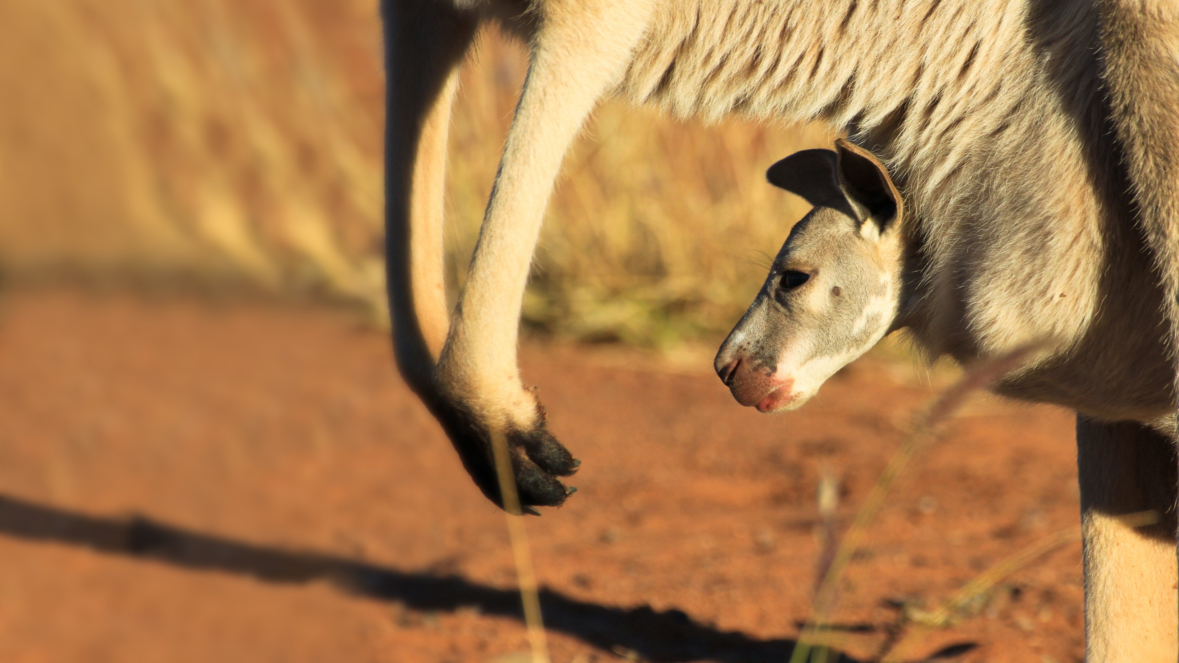 The Kangaroo King