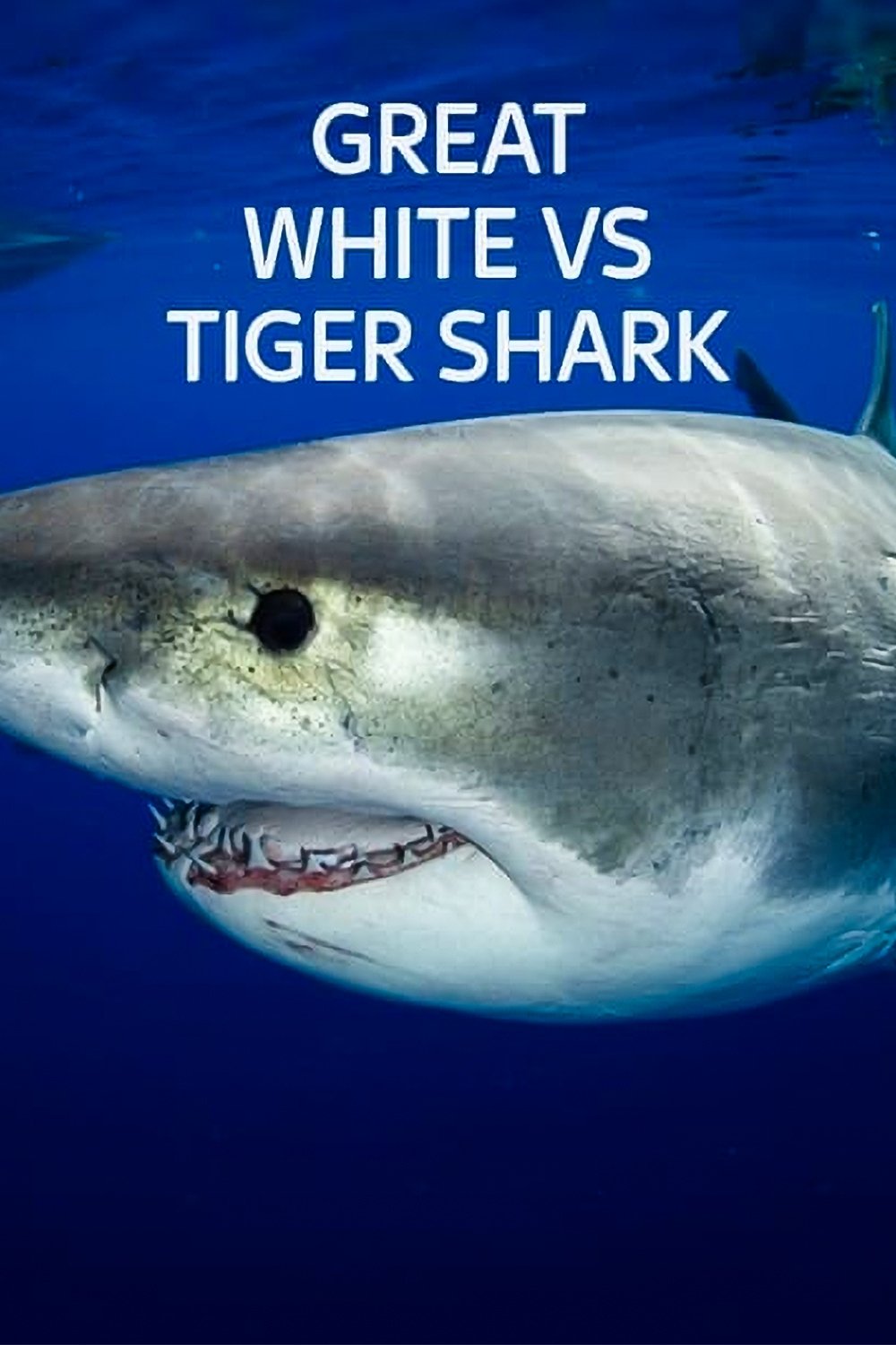 Great White vs Tiger Shark