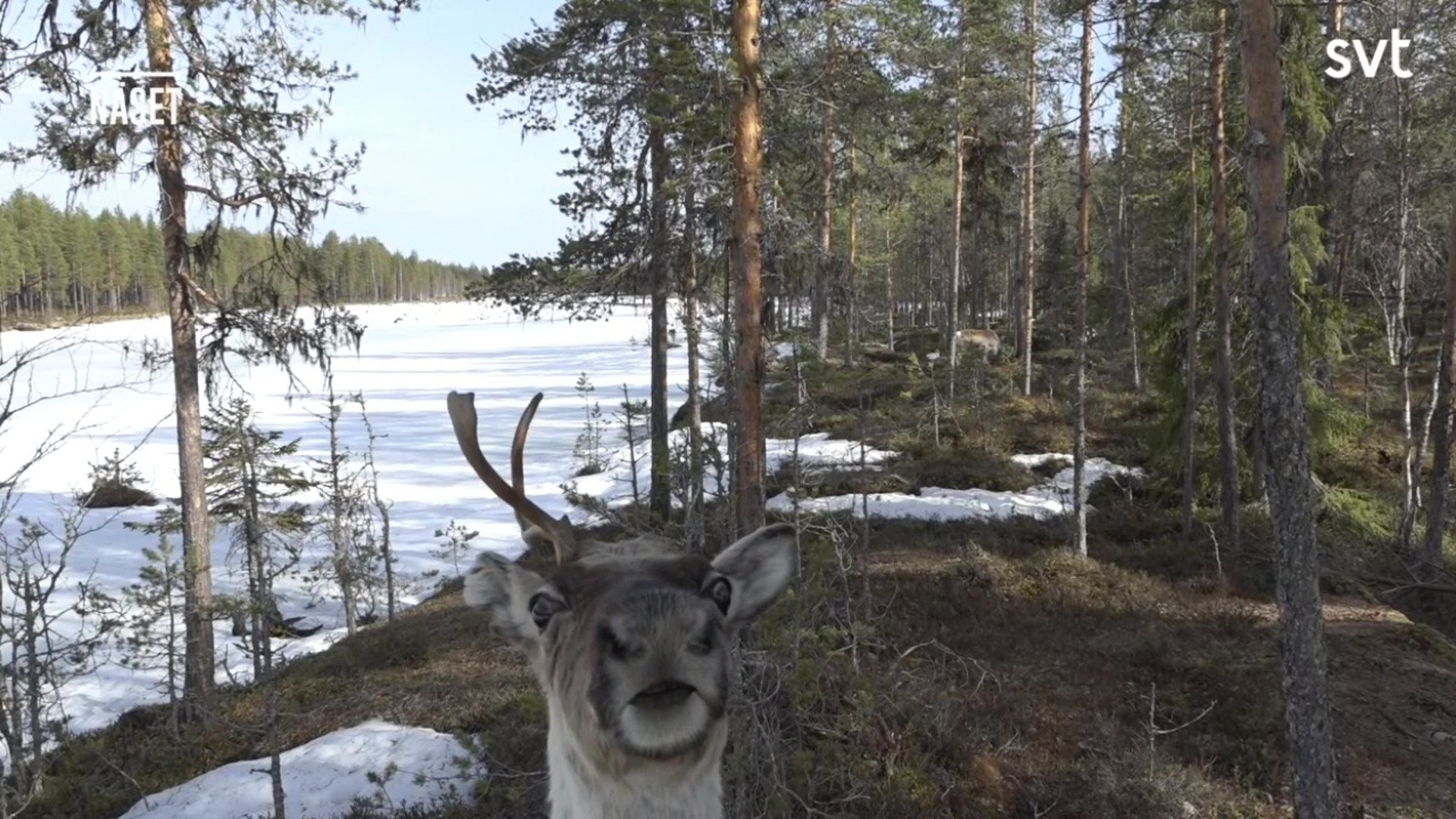 Den stora älgvandringen