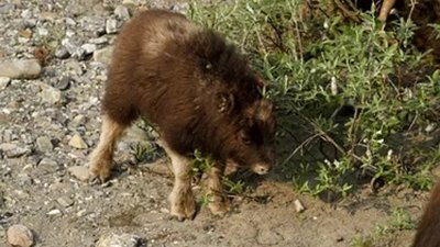 Les parcs nationaux canadiens - Ivvavik