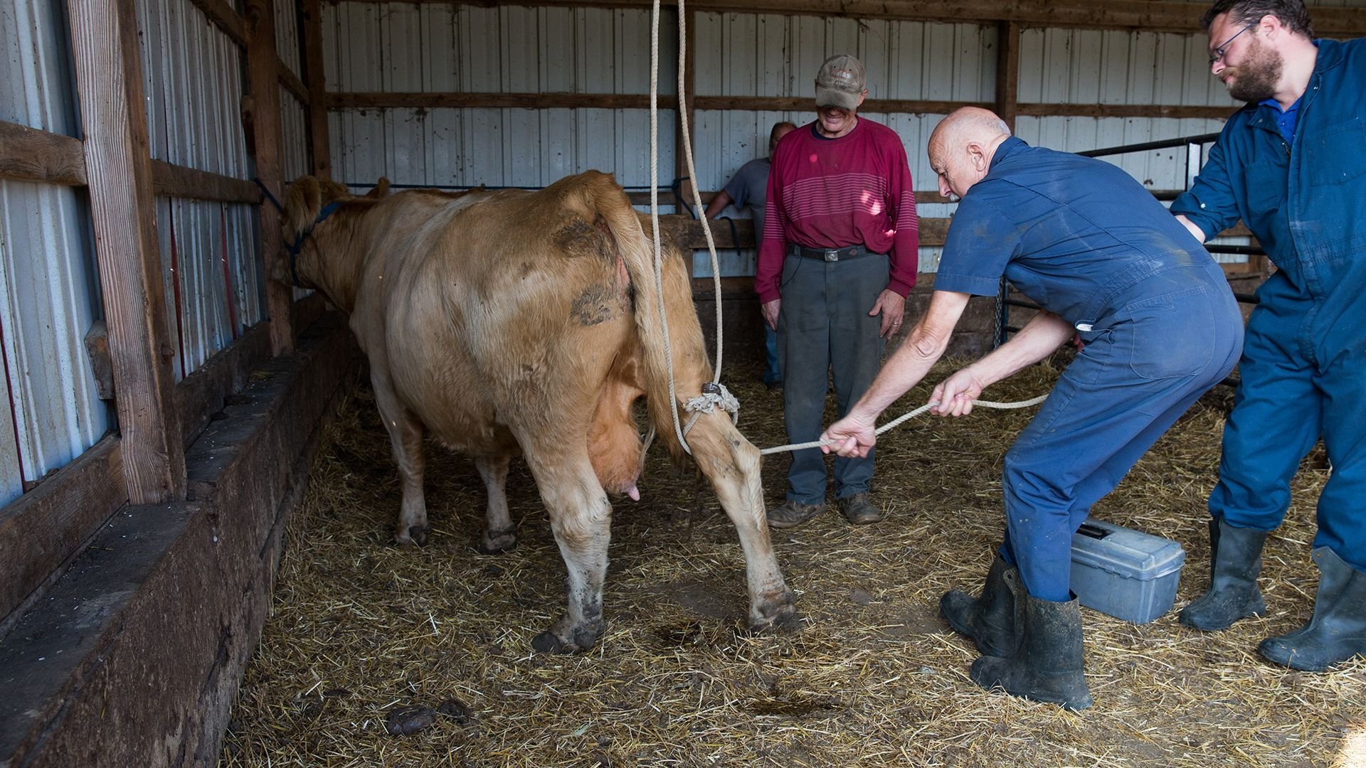 The Incredible Dr. Pol