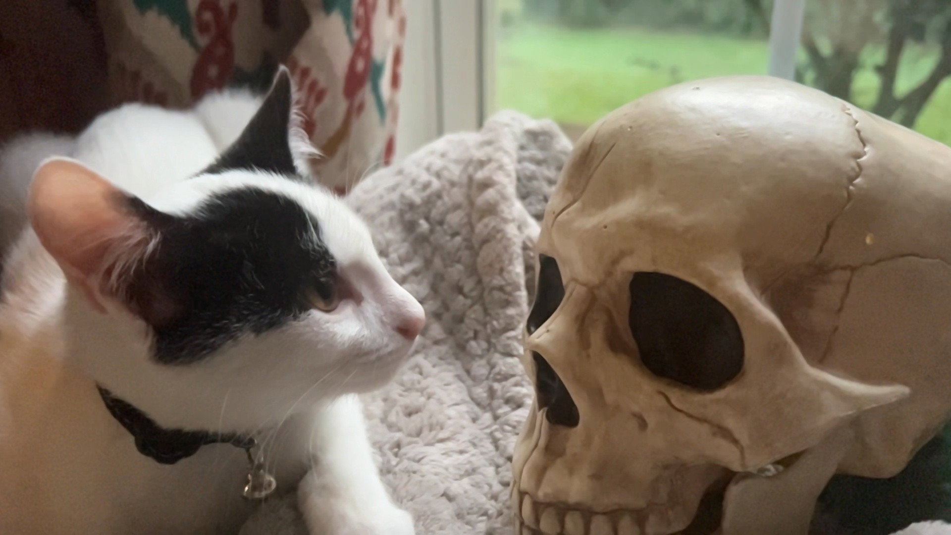 Kitten-19