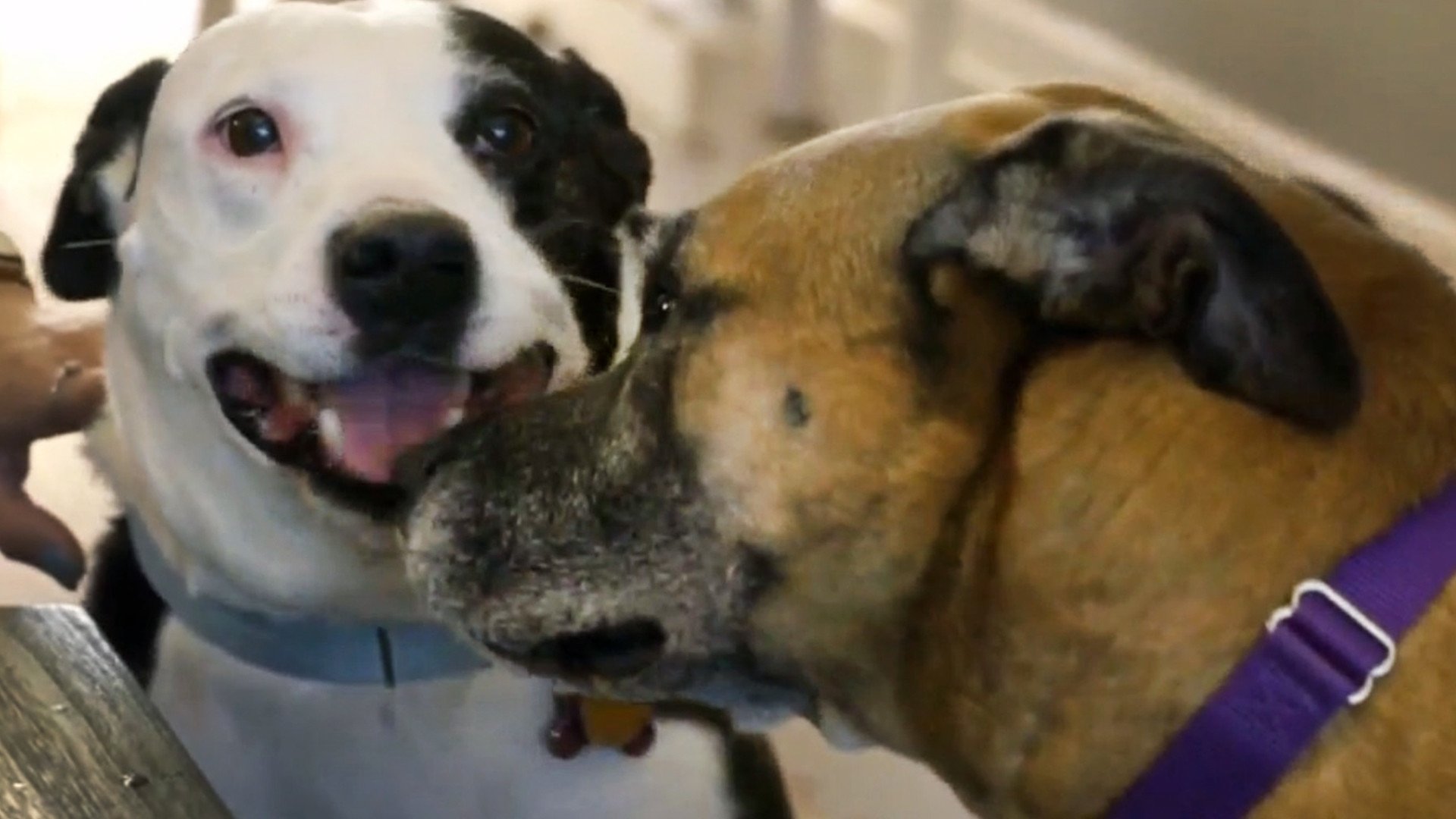 Pitbulls et prisonniers - Épisode 9