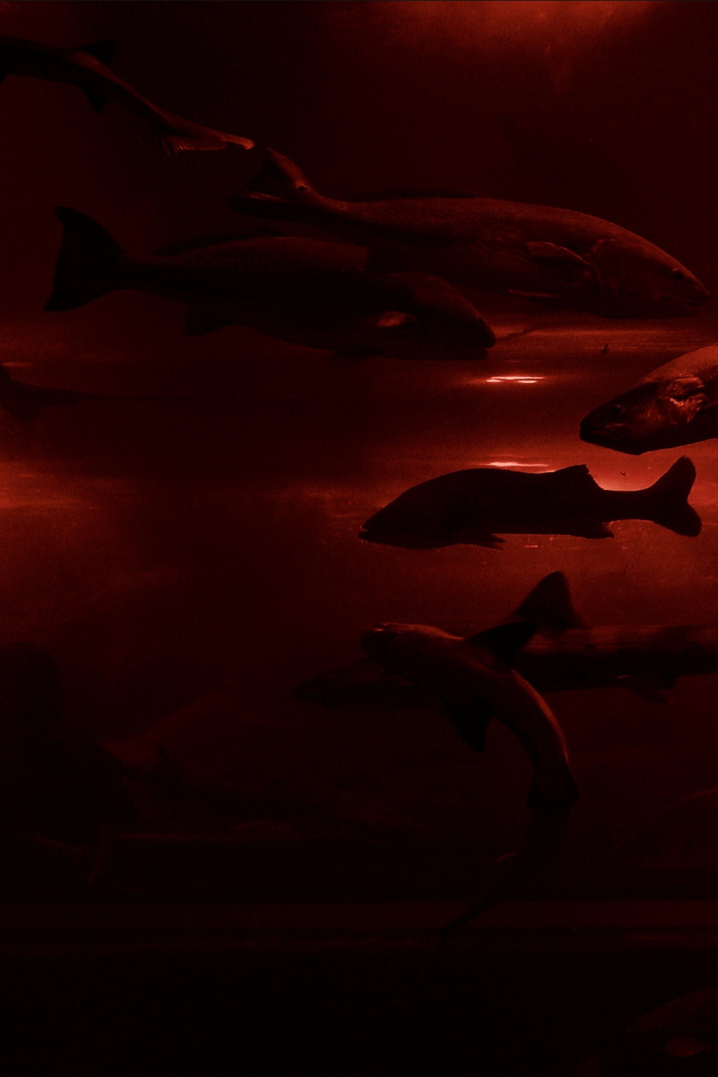 poster movie Red Wave​