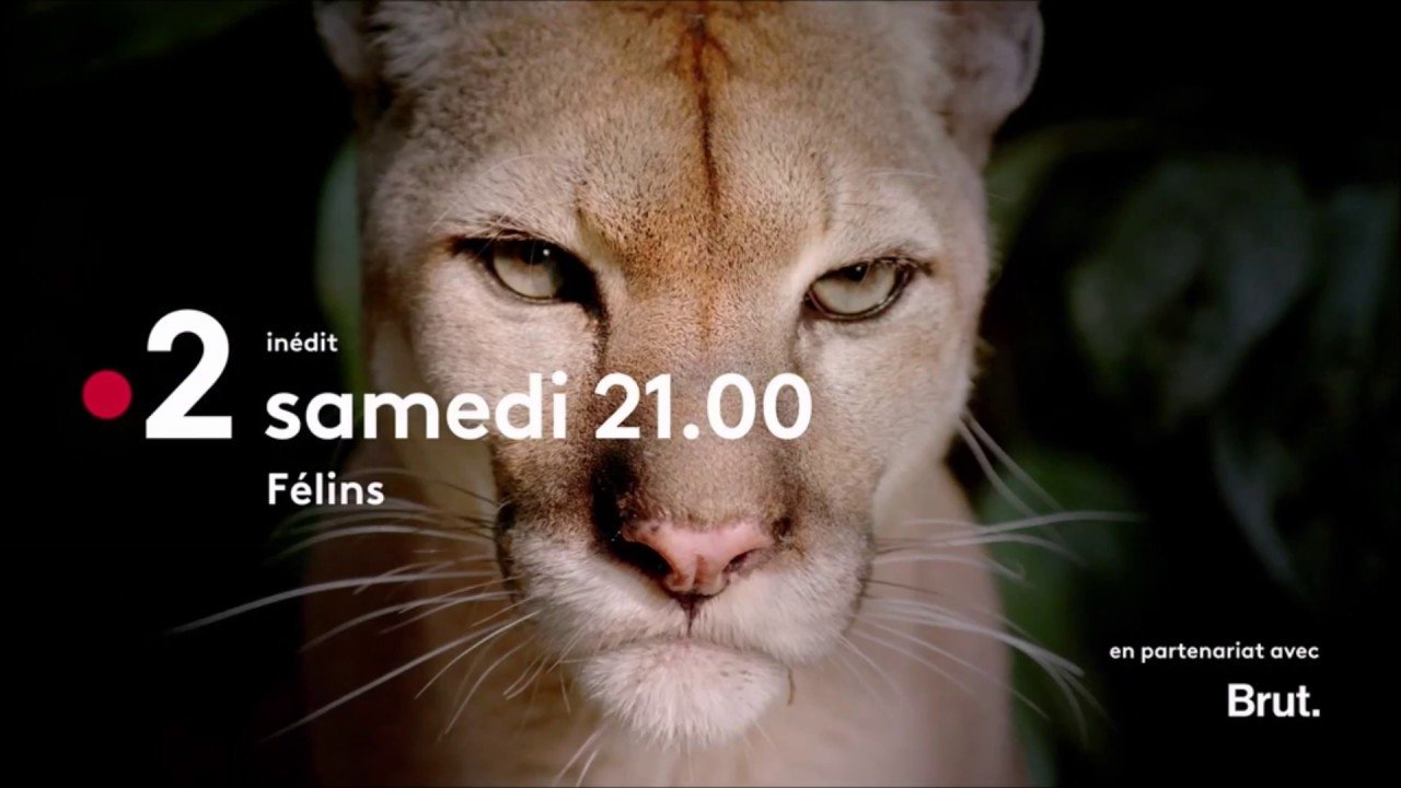 Big Cats (2019)