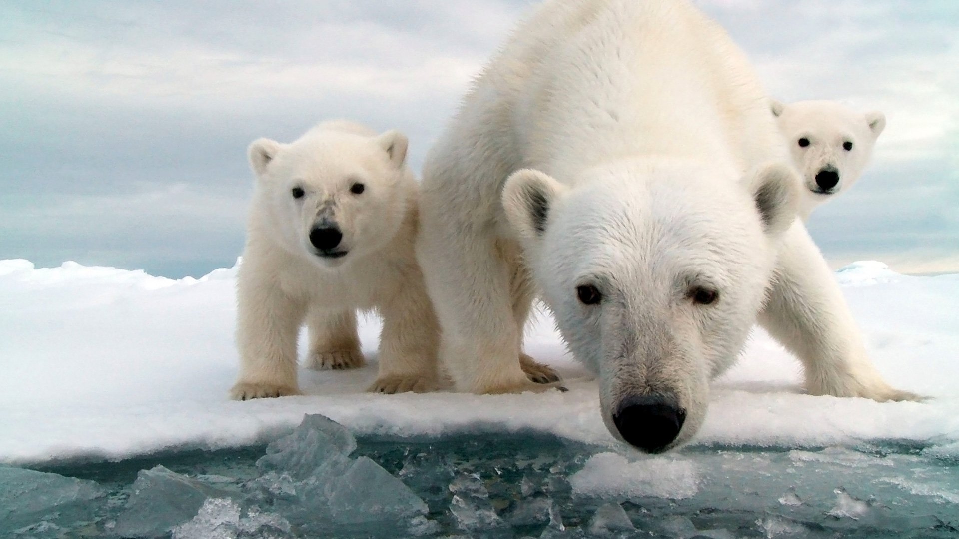 Snow Bears, vita da orsi