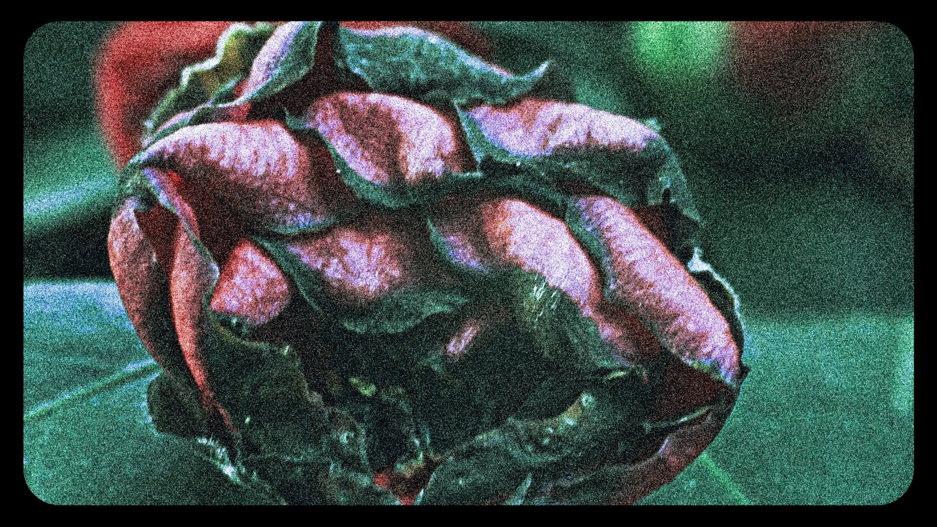 Flowers (III) (2025)