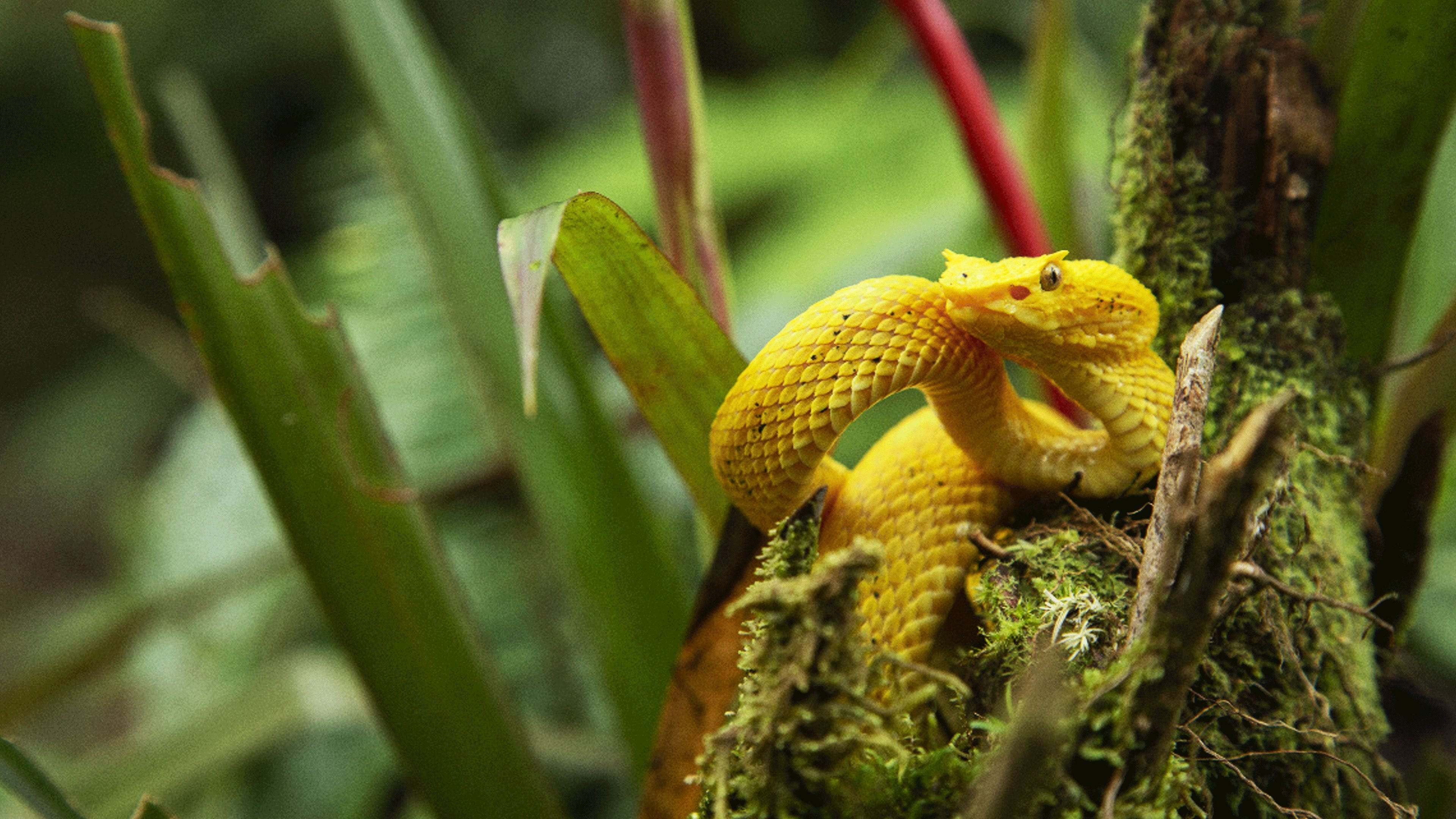 Wild Central America