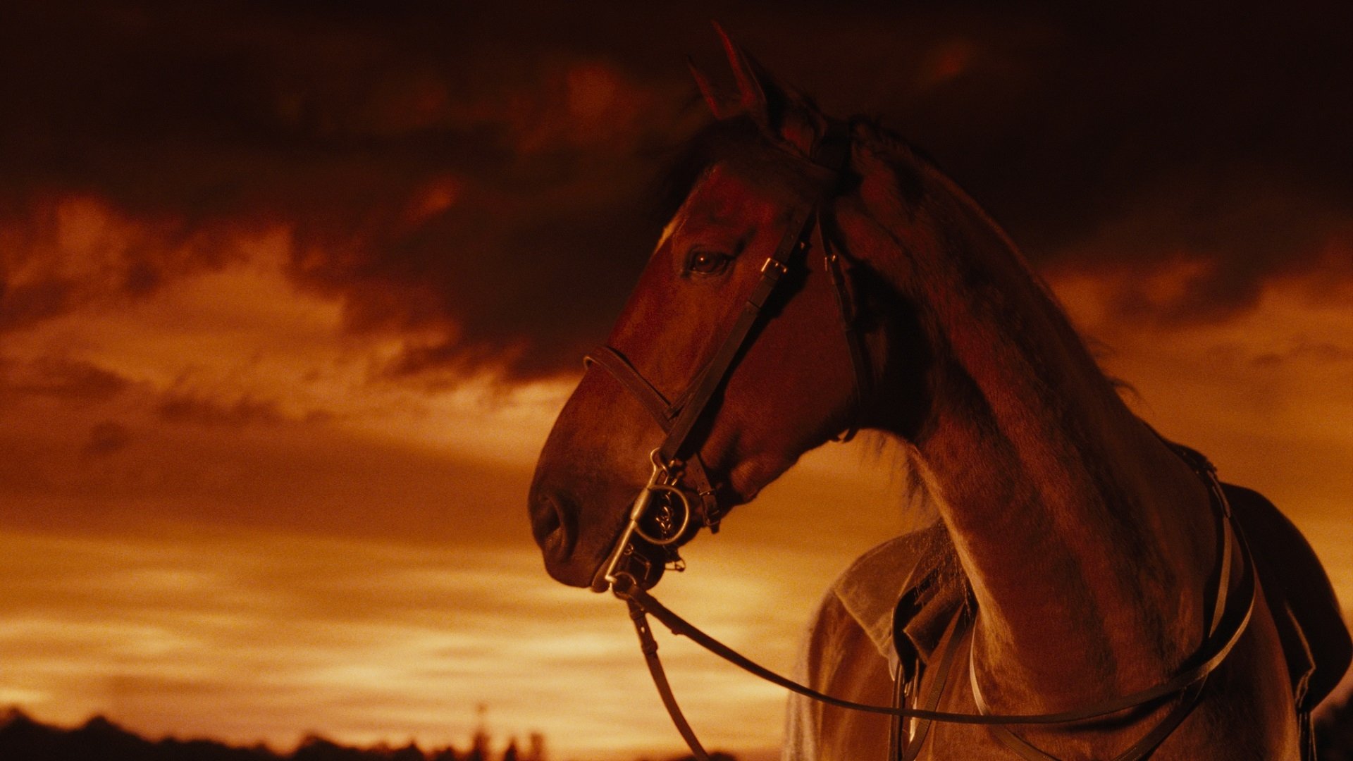 War Horse (Caballo de batalla)