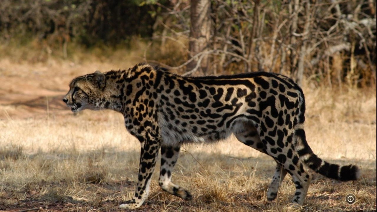 Return Of The Cheetah