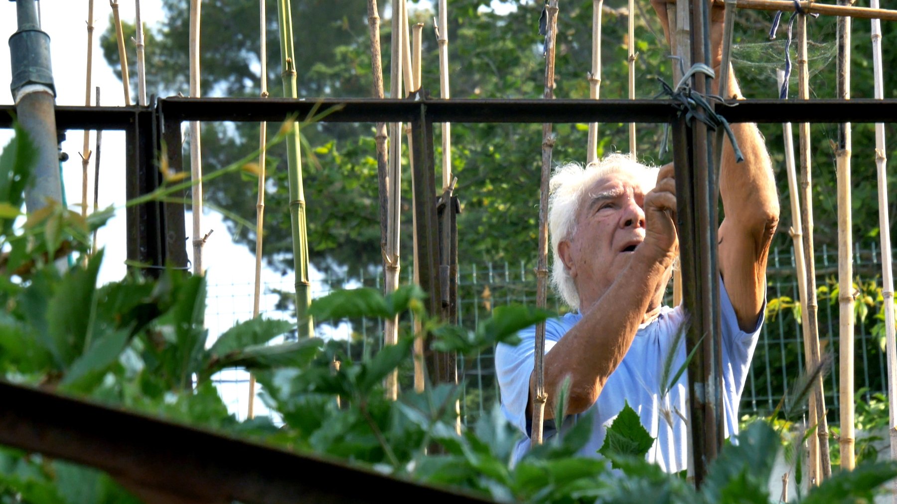 Image du film Le Potager de mon grand-père k3aamio8bzwuwhlsdipujnvvlijpg