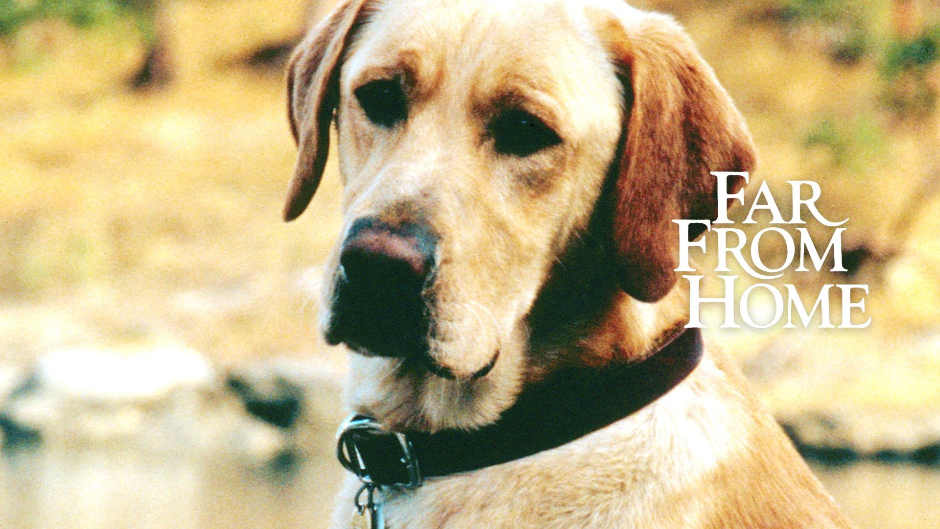 Far from Home: The Adventures of Yellow Dog (1995)