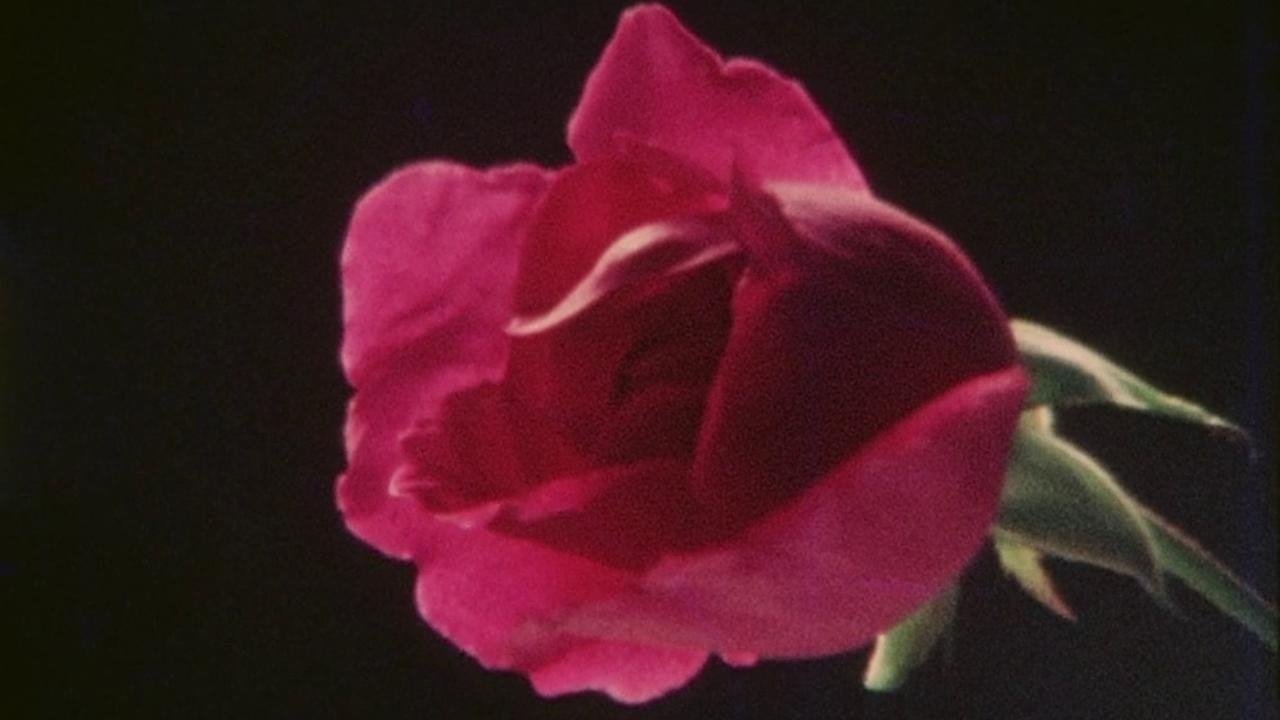 Vadi-Samvadi (1981)