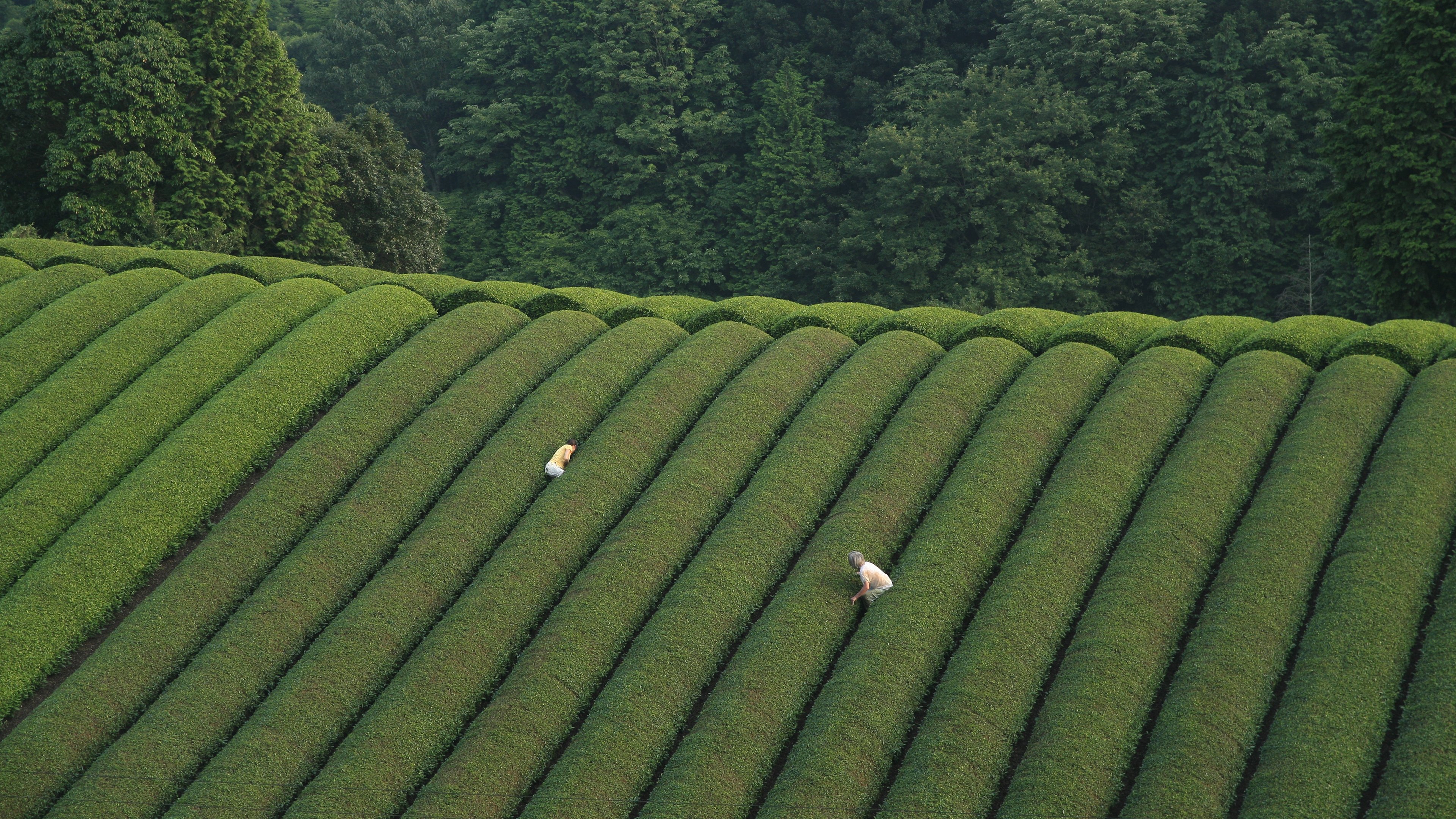 殯の森 (2007)