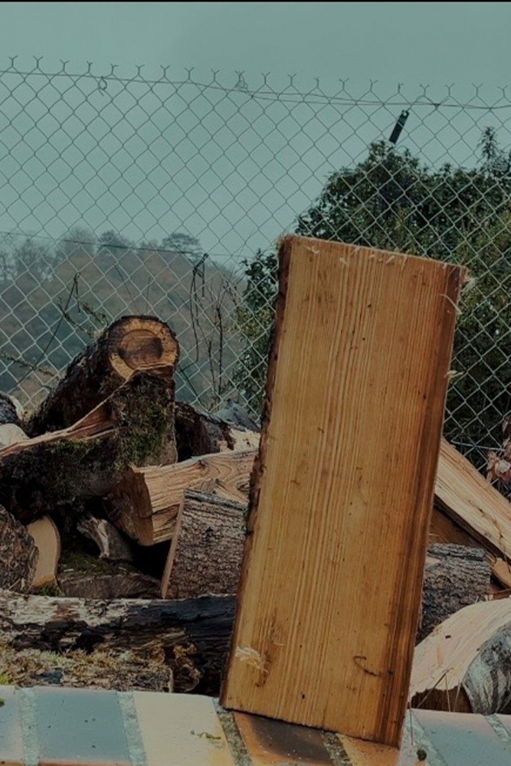 Le cycle de vie du bois