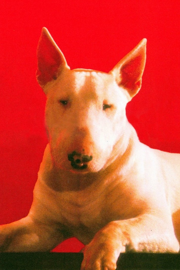 et billede af Chimbot