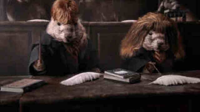 Les Marmottes - Marmo Potter