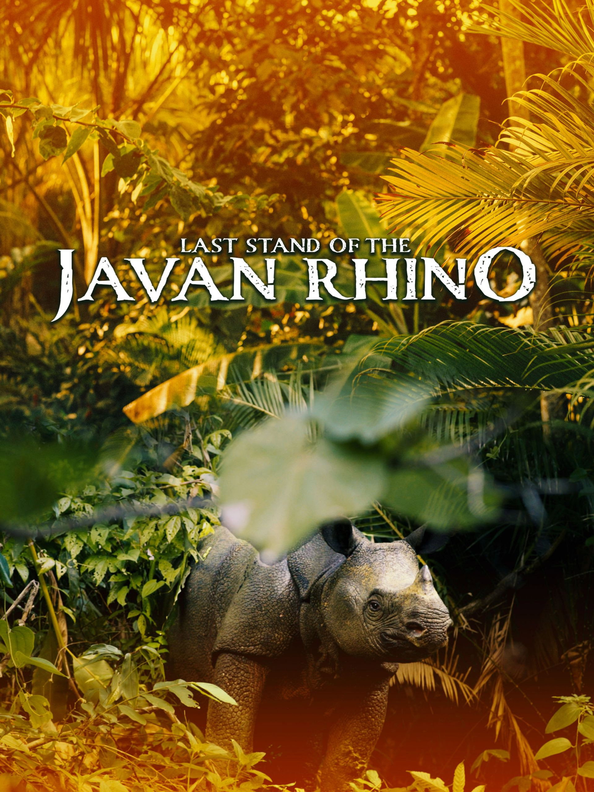 Last Stand Of The Javan Rhino