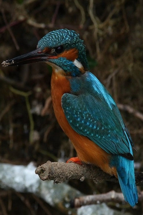 La Rivi&egrave;re