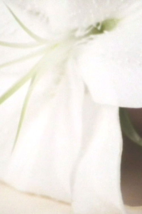 Lily in the Glass Poster