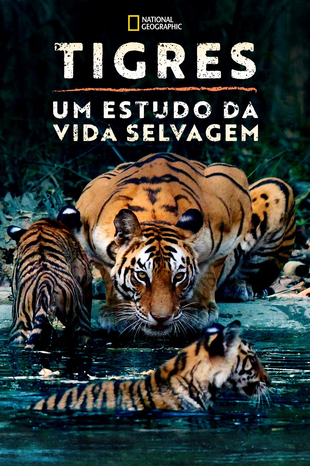 Tigres: Um Estudo da Vida Selvagem Tigres: Um Estudo da Vida Selvagem