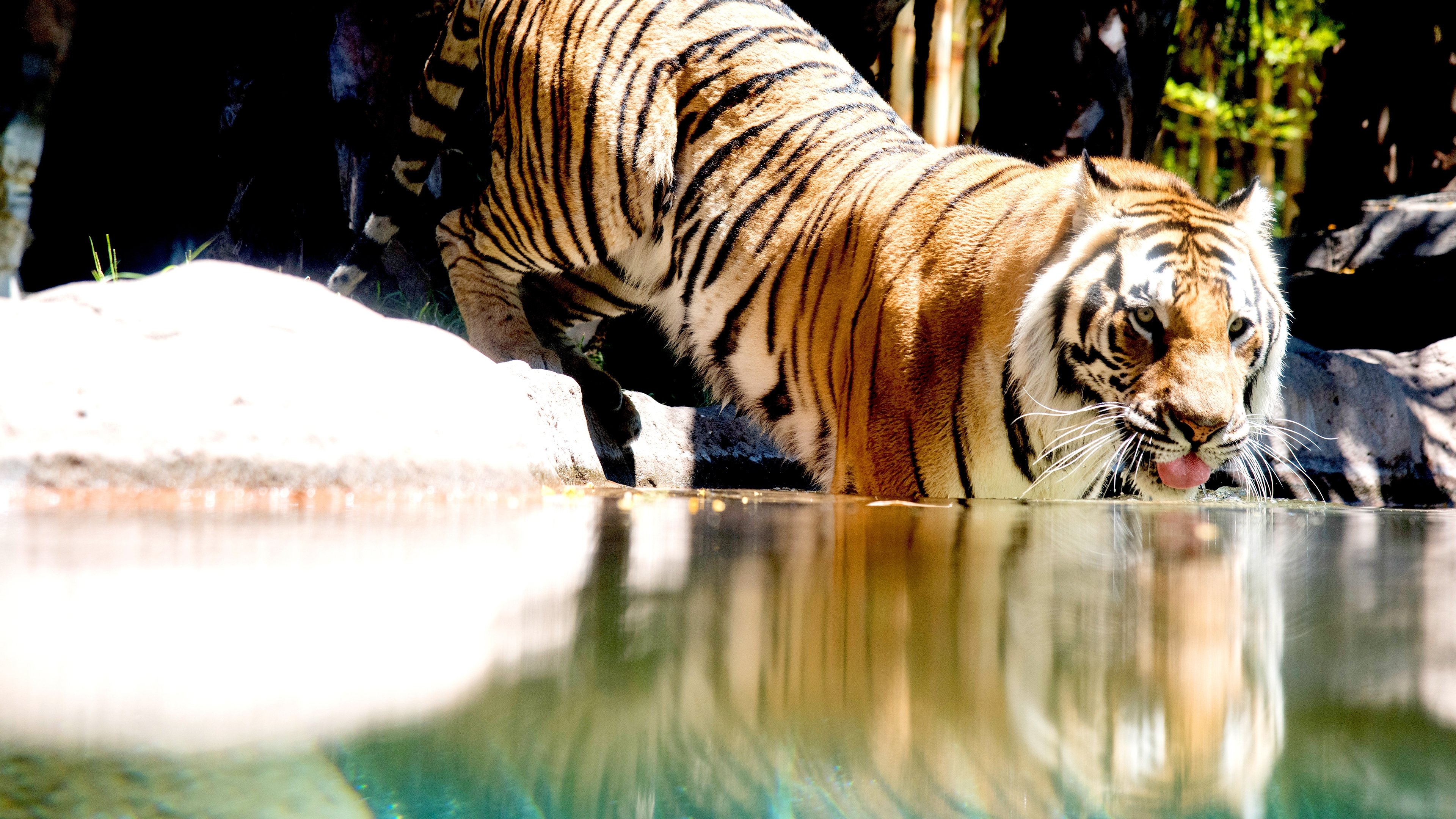 Big Cat Games (2015)