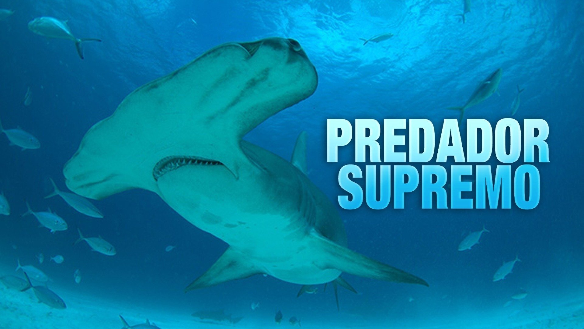 Mega Hammerhead: Ultimate Predator (2020)