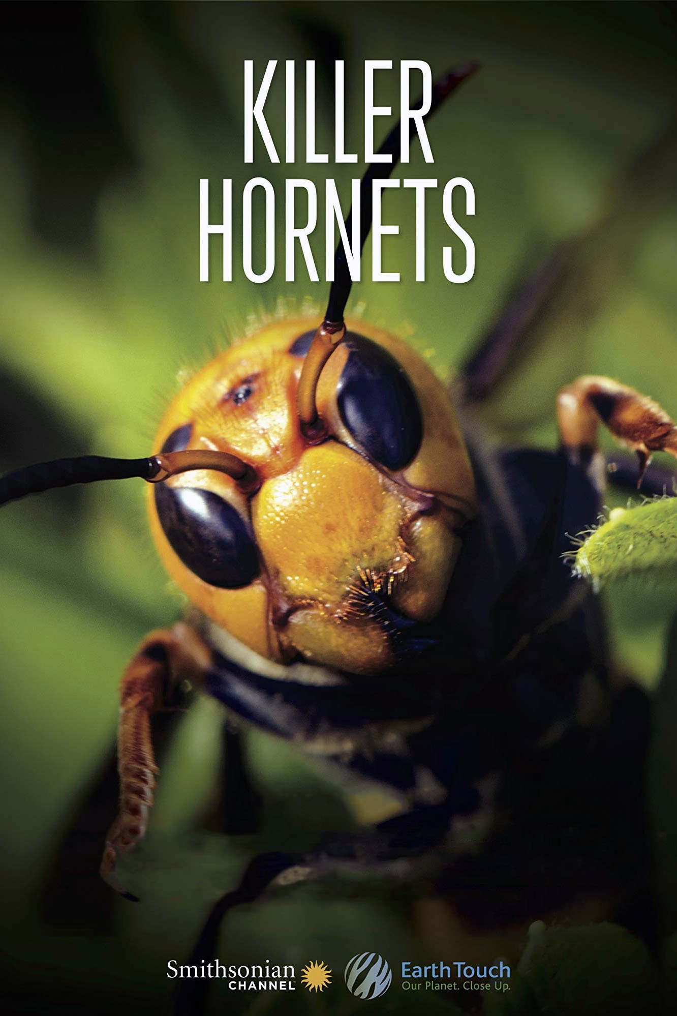 Killer Hornets