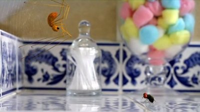 Minuscule - Brushing
