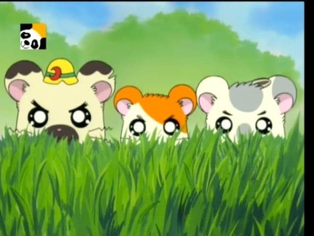 Hamtaro