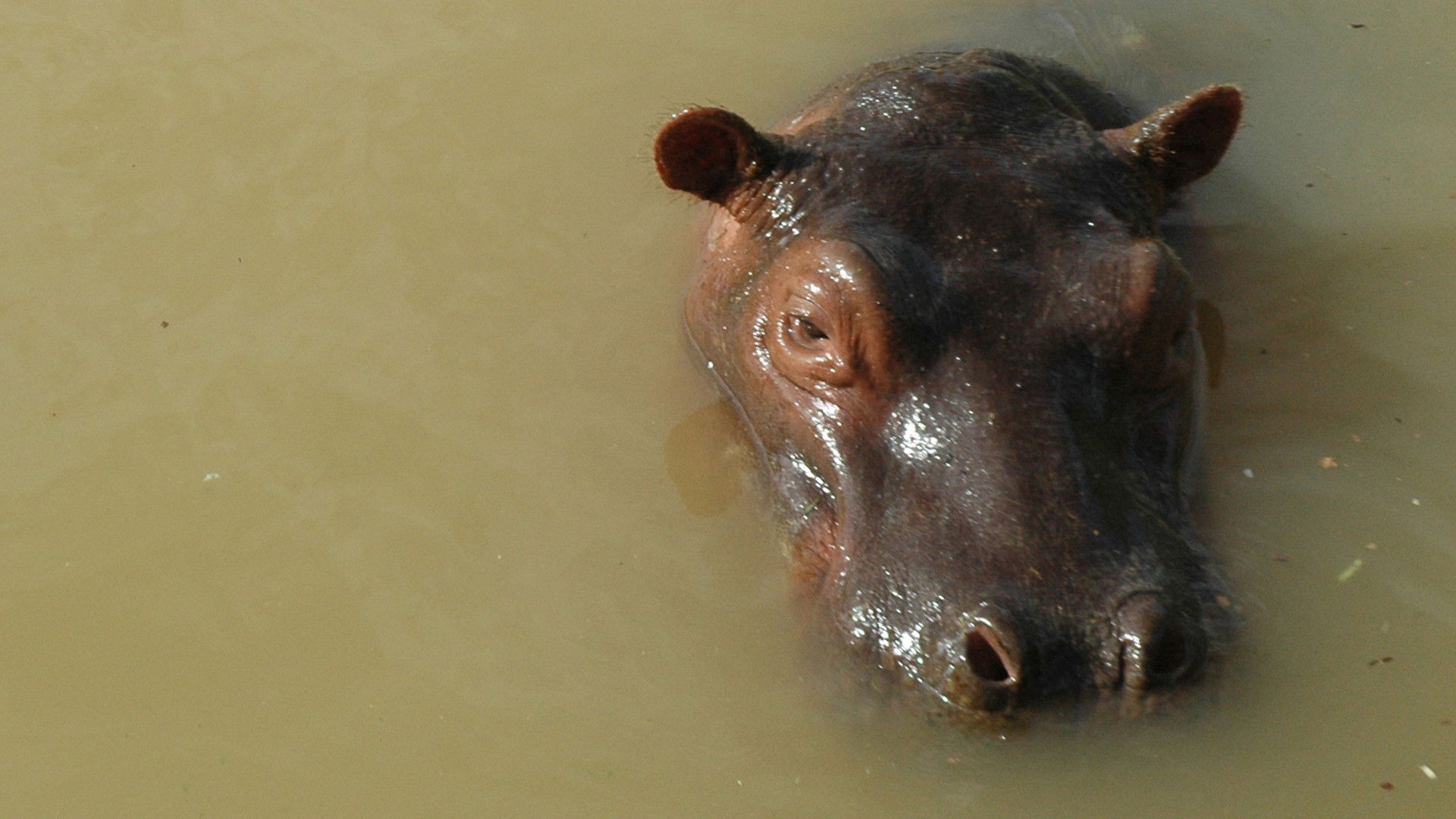 Thumbnail for Cocaine Hippos Season 1 Episode 1