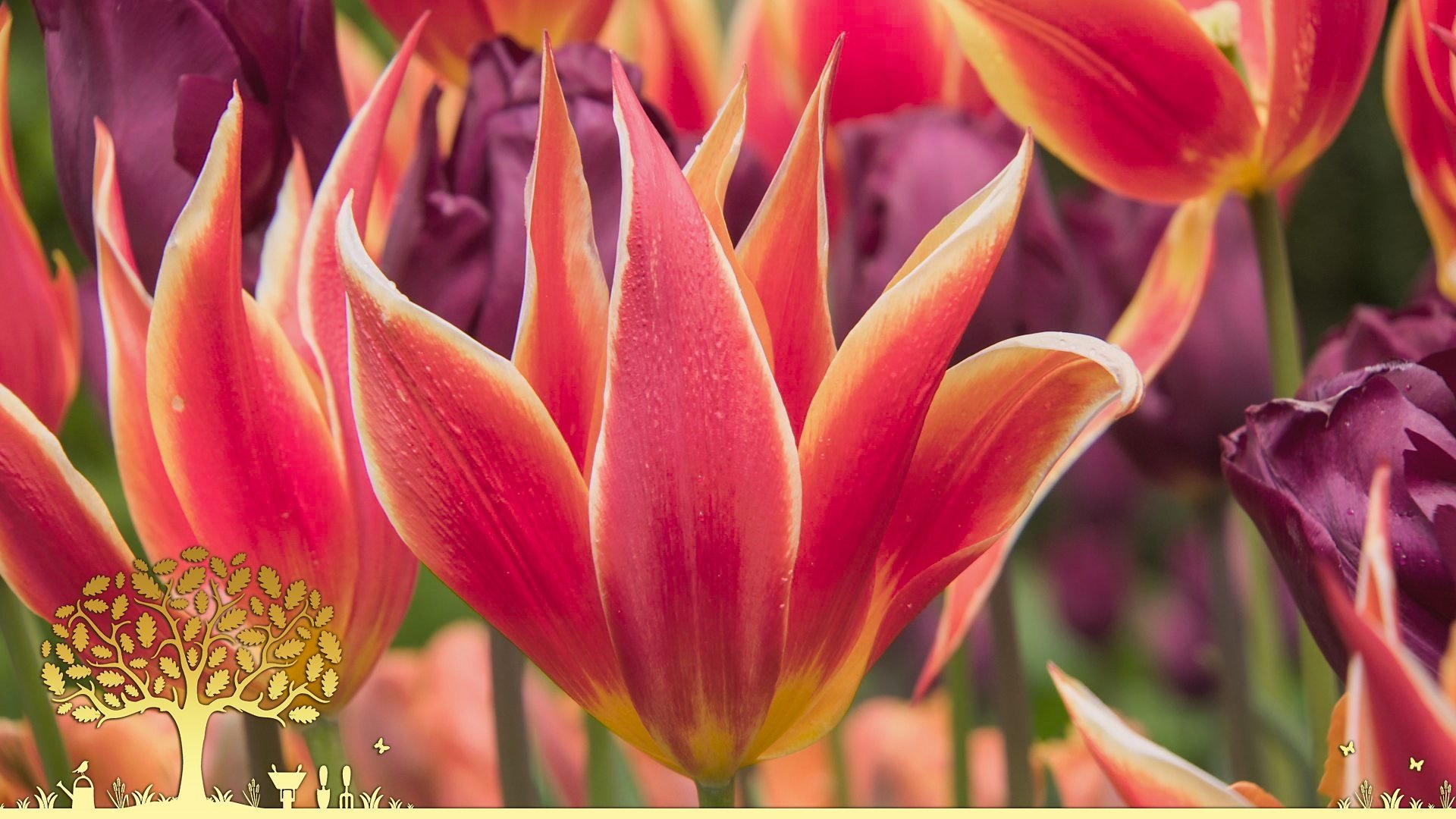 Gardeners' World - Season 54 Episode 10 : Episodio 10 (2025)