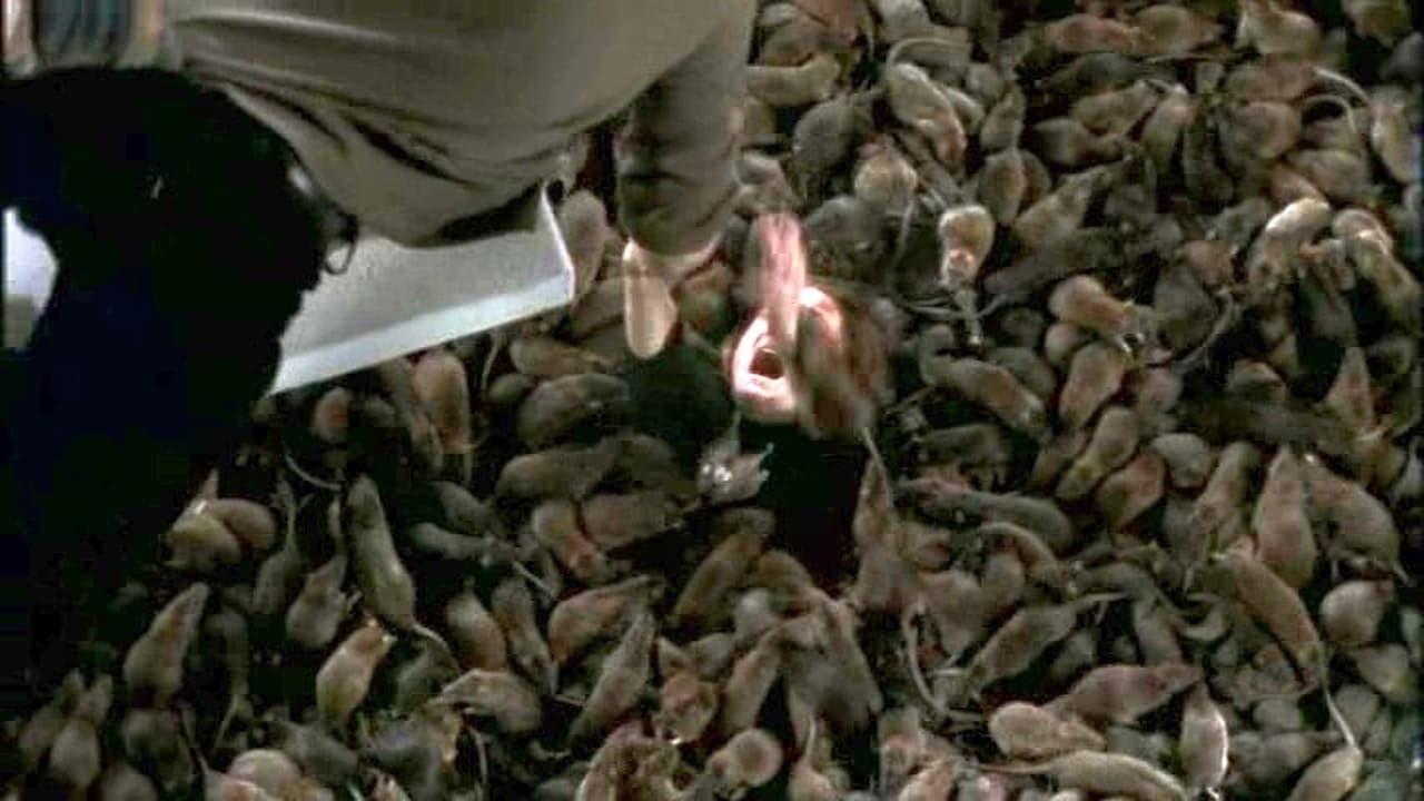 The Rats (2002)