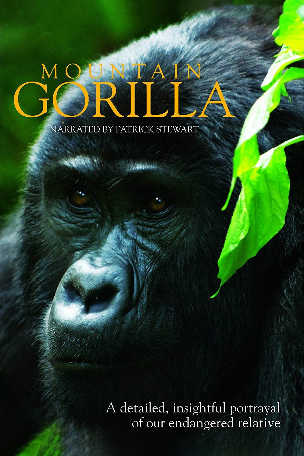 Mountain Gorilla