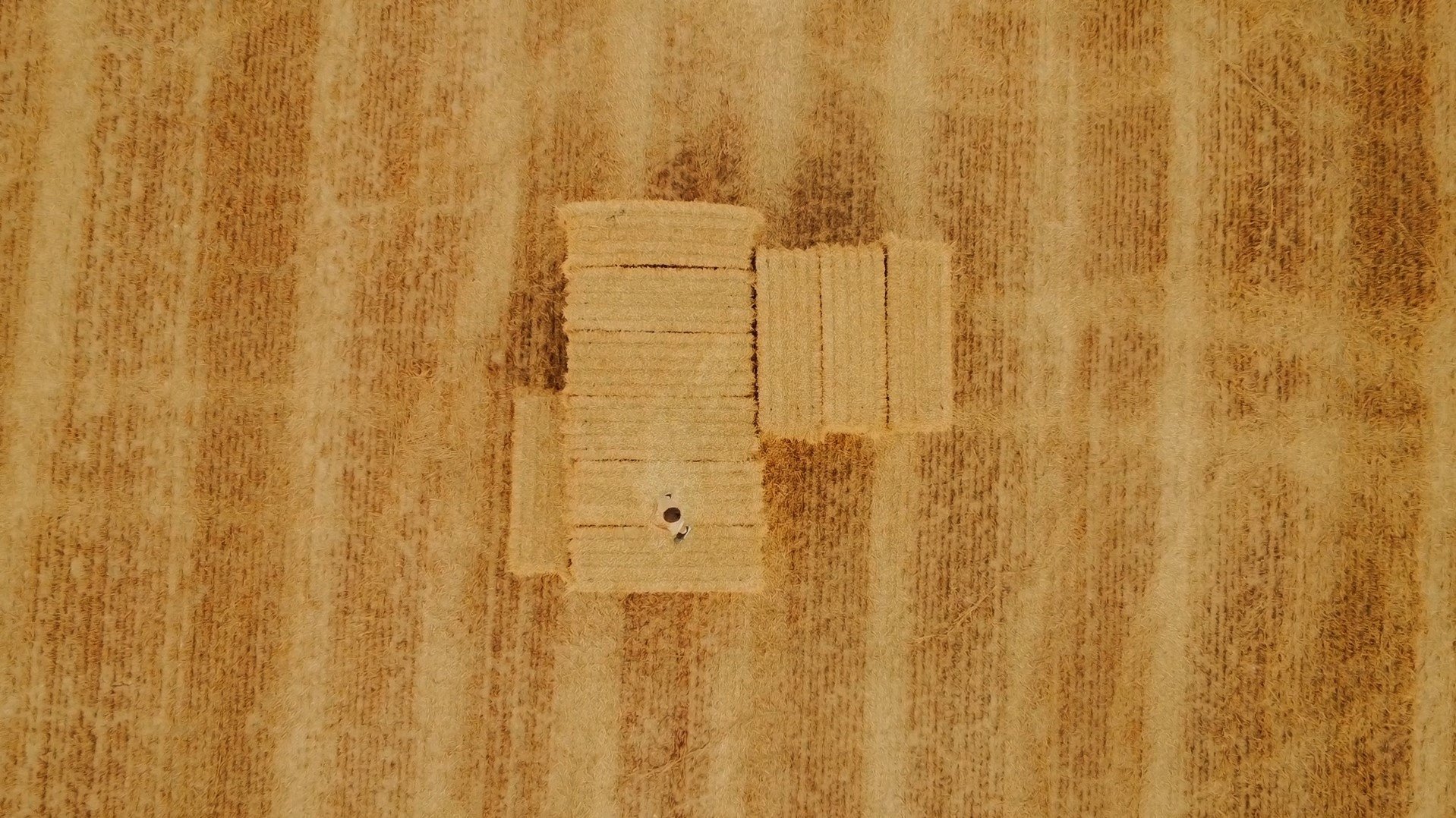 Katsu (2024)