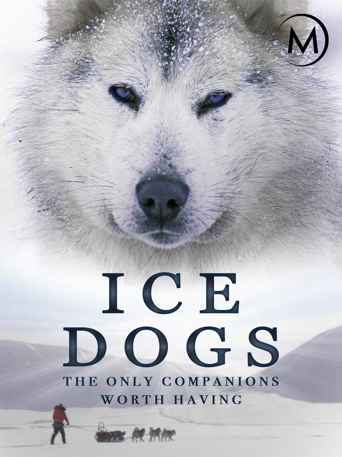 Ice Dogs: The Only Companions Worth Having