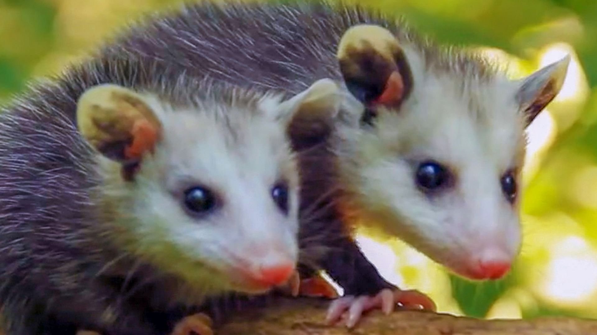 Animaux nettoyeurs, les alliés de la nature backdrop