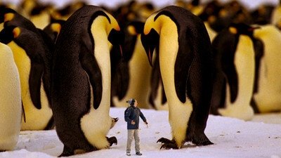 Thumbnail for Emperor Penguins Season 1 Episode 1